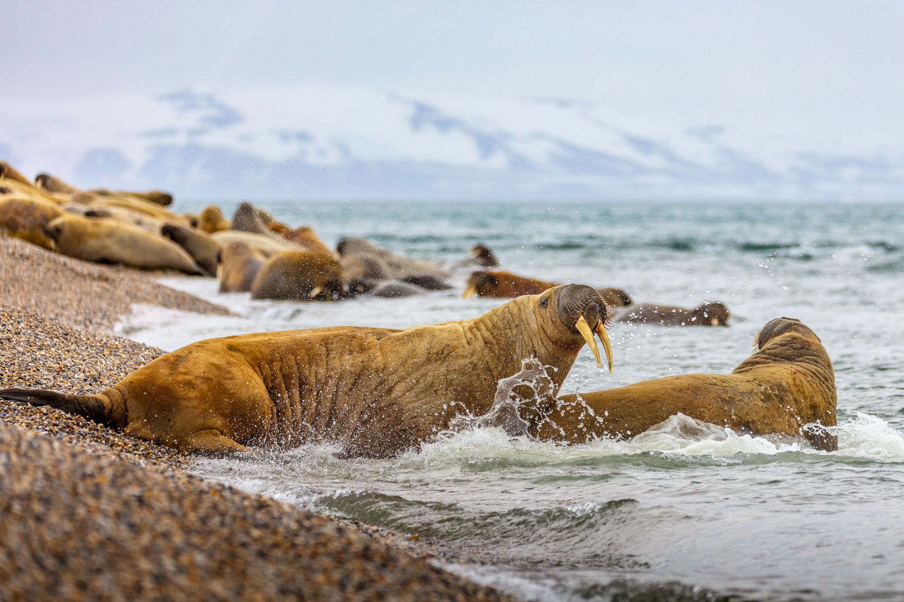 Svalbard Walrus